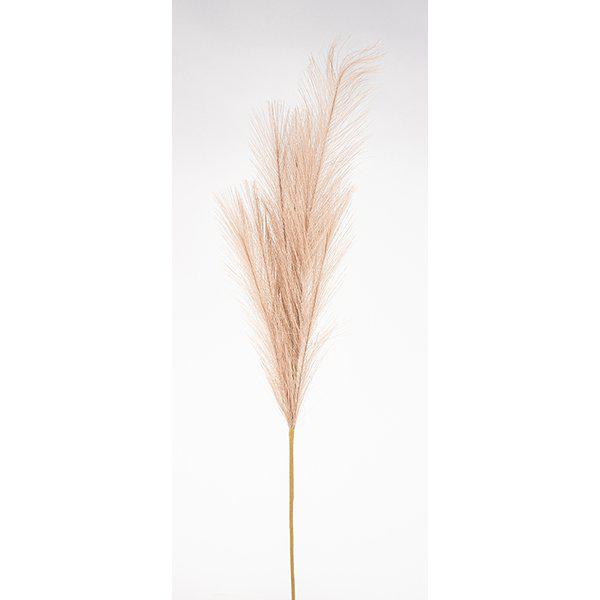 Pampagräs 90cm
