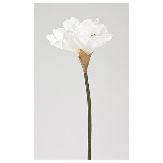 Amaryllis 60cm