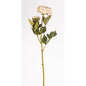 RANUNCULUS 56cm