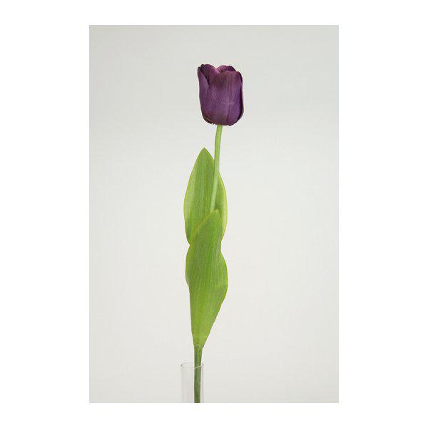 TULPAN 65cm