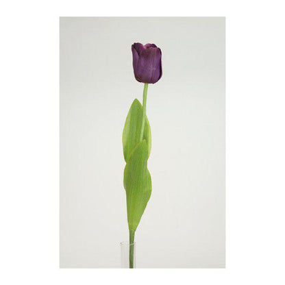 TULPAN 65cm