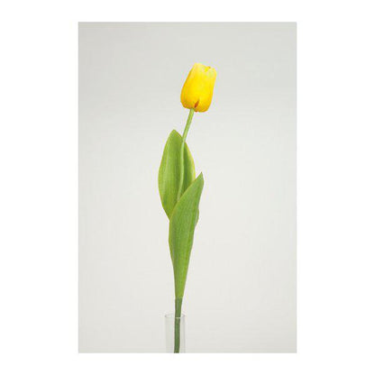 TULPAN 65cm