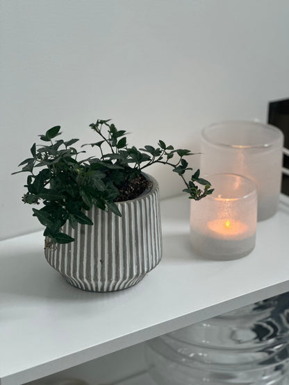 FROSTIG Ljuslykta Ø12cm